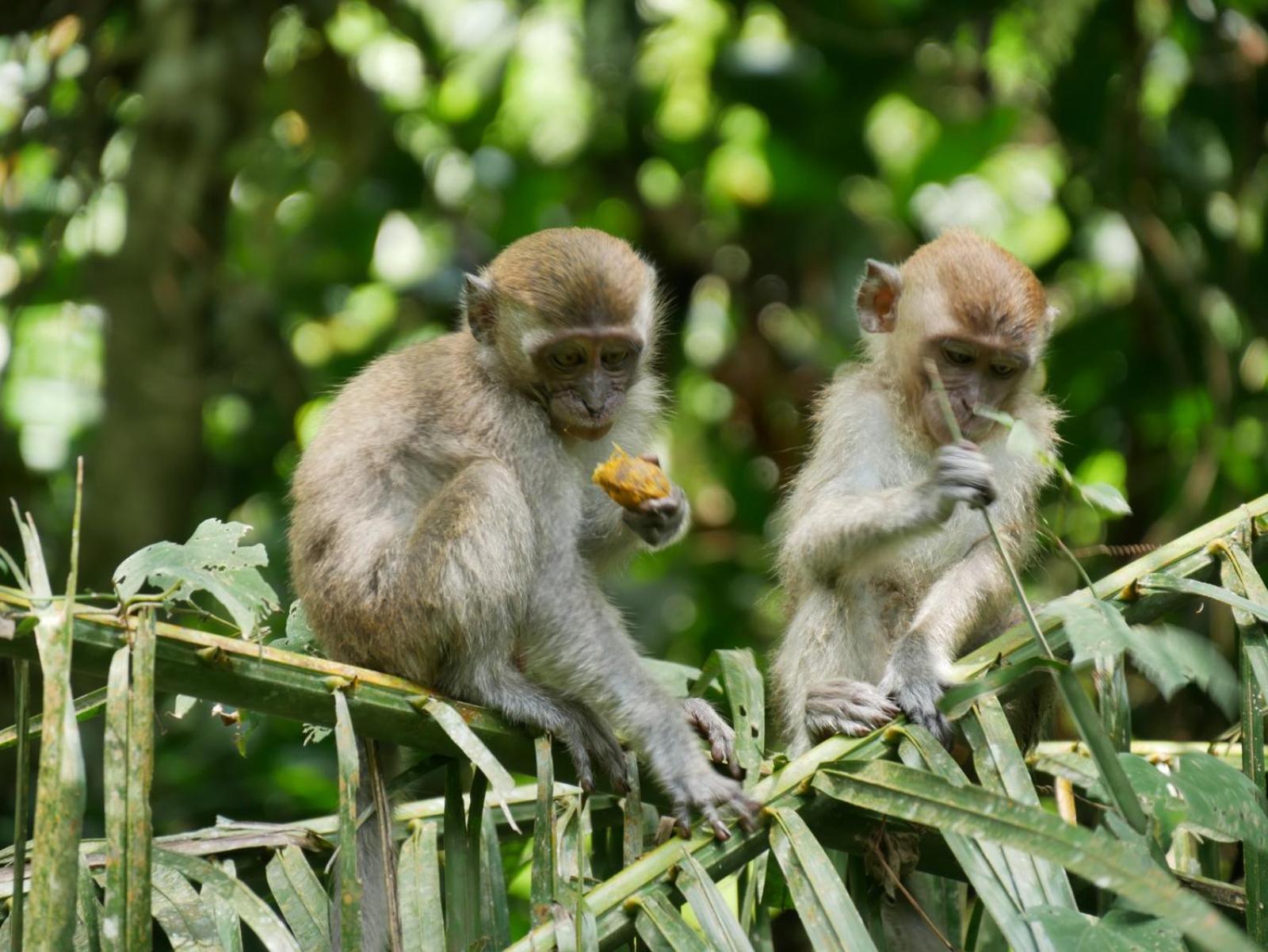 Sama Sama Homestay & Trekking Only Stay Here Book Trekking And Transport With Us Bukit Lawang Exteriér fotografie