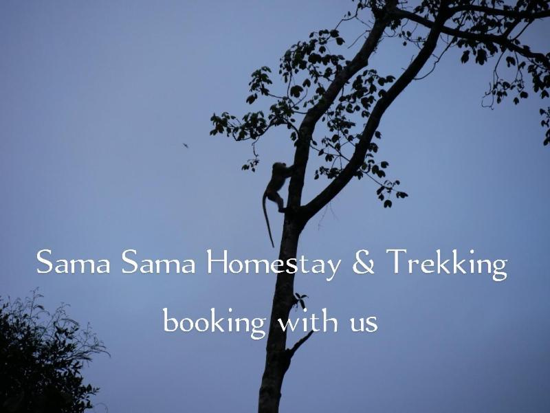 Sama Sama Homestay & Trekking Only Stay Here Book Trekking With Us Bukit Lawang Exteriér fotografie