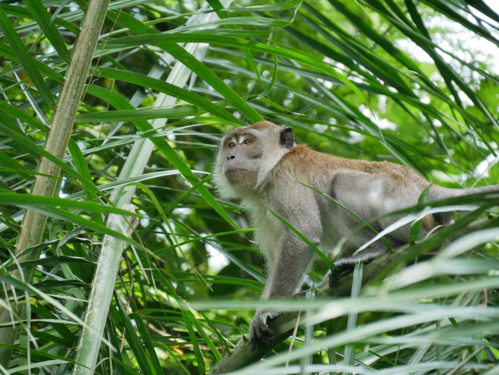 Sama Sama Homestay & Trekking Only Stay Here Book Trekking With Us Bukit Lawang Exteriér fotografie