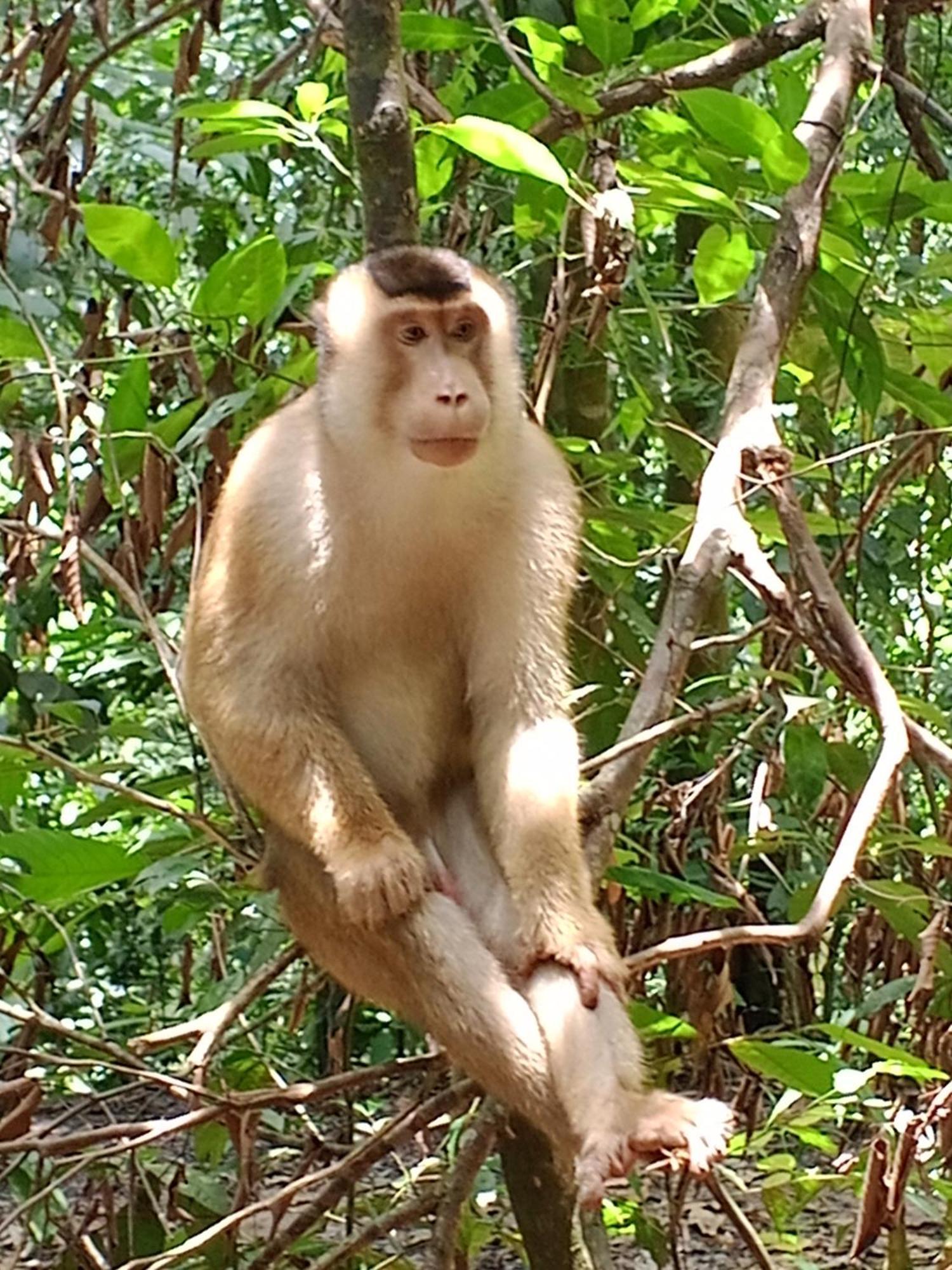 Sama Sama Homestay & Trekking Only Stay Here Book Trekking And Transport With Us Bukit Lawang Exteriér fotografie