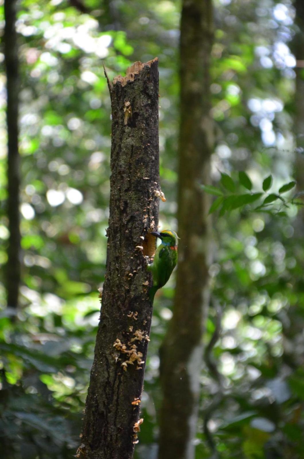 Sama Sama Homestay & Trekking Only Stay Here Book Trekking And Transport With Us Bukit Lawang Exteriér fotografie