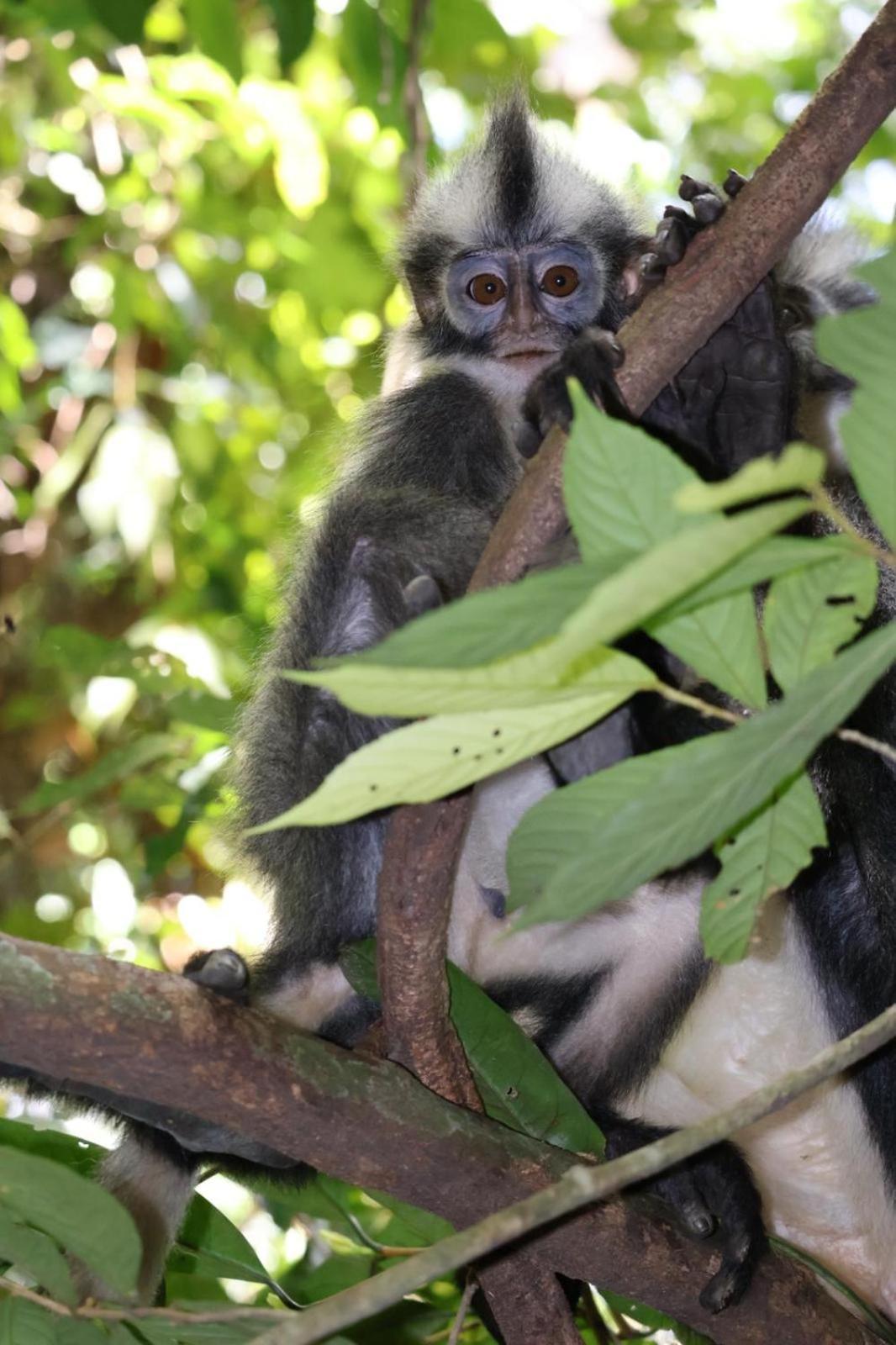 Sama Sama Homestay & Trekking Only Stay Here Book Trekking And Transport With Us Bukit Lawang Exteriér fotografie