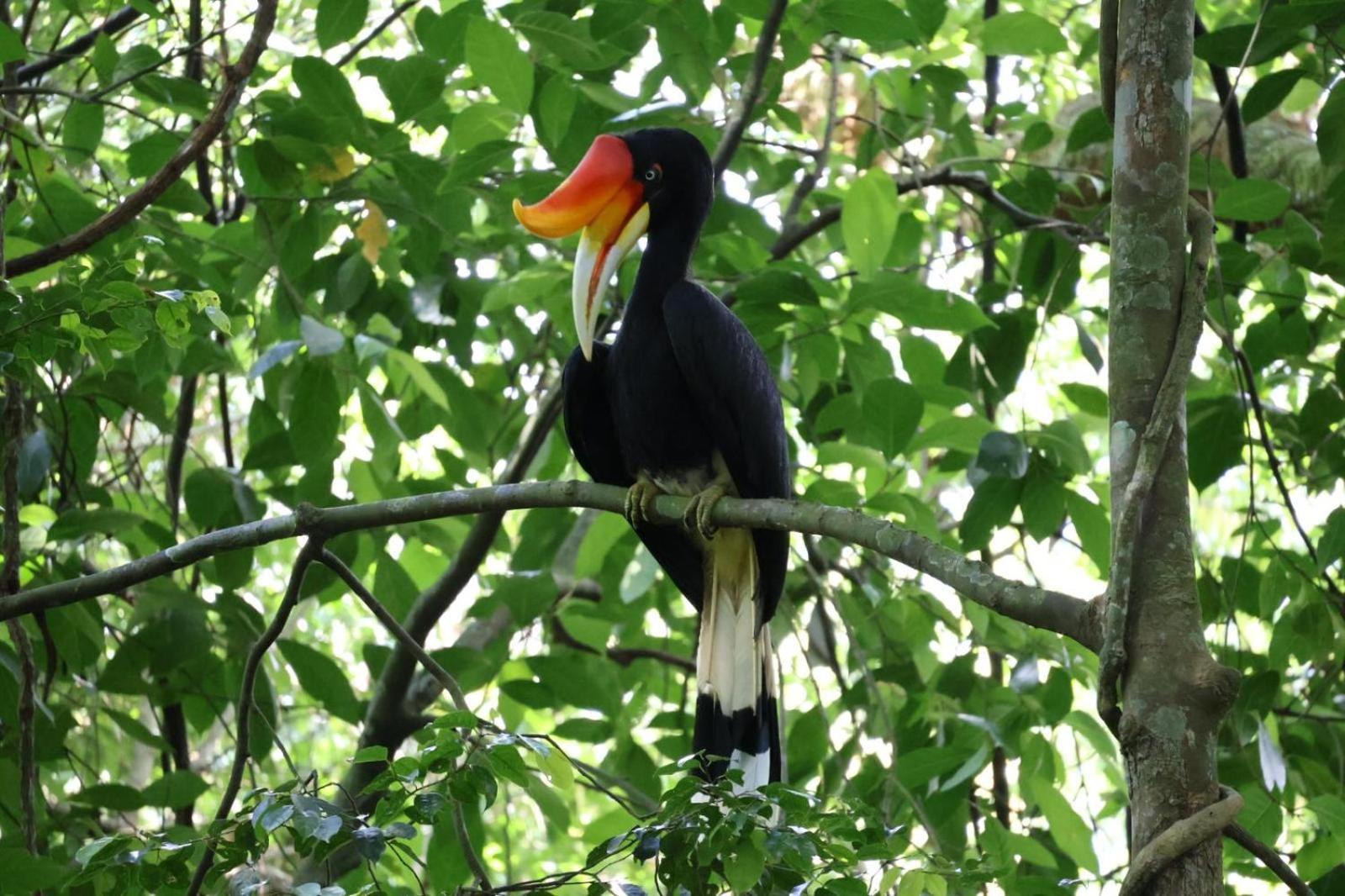Sama Sama Homestay & Trekking Only Stay Here Book Trekking And Transport With Us Bukit Lawang Exteriér fotografie