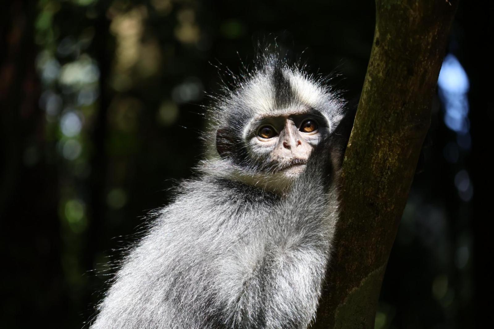 Sama Sama Homestay & Trekking Only Stay Here Book Trekking And Transport With Us Bukit Lawang Exteriér fotografie