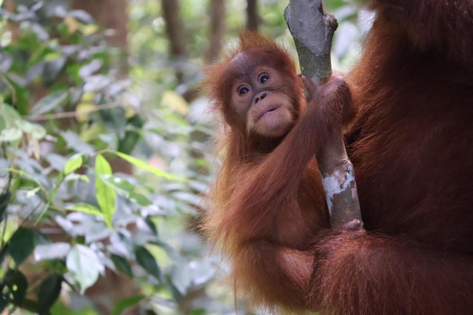 Sama Sama Homestay & Trekking Only Stay Here Book Trekking With Us Bukit Lawang Exteriér fotografie