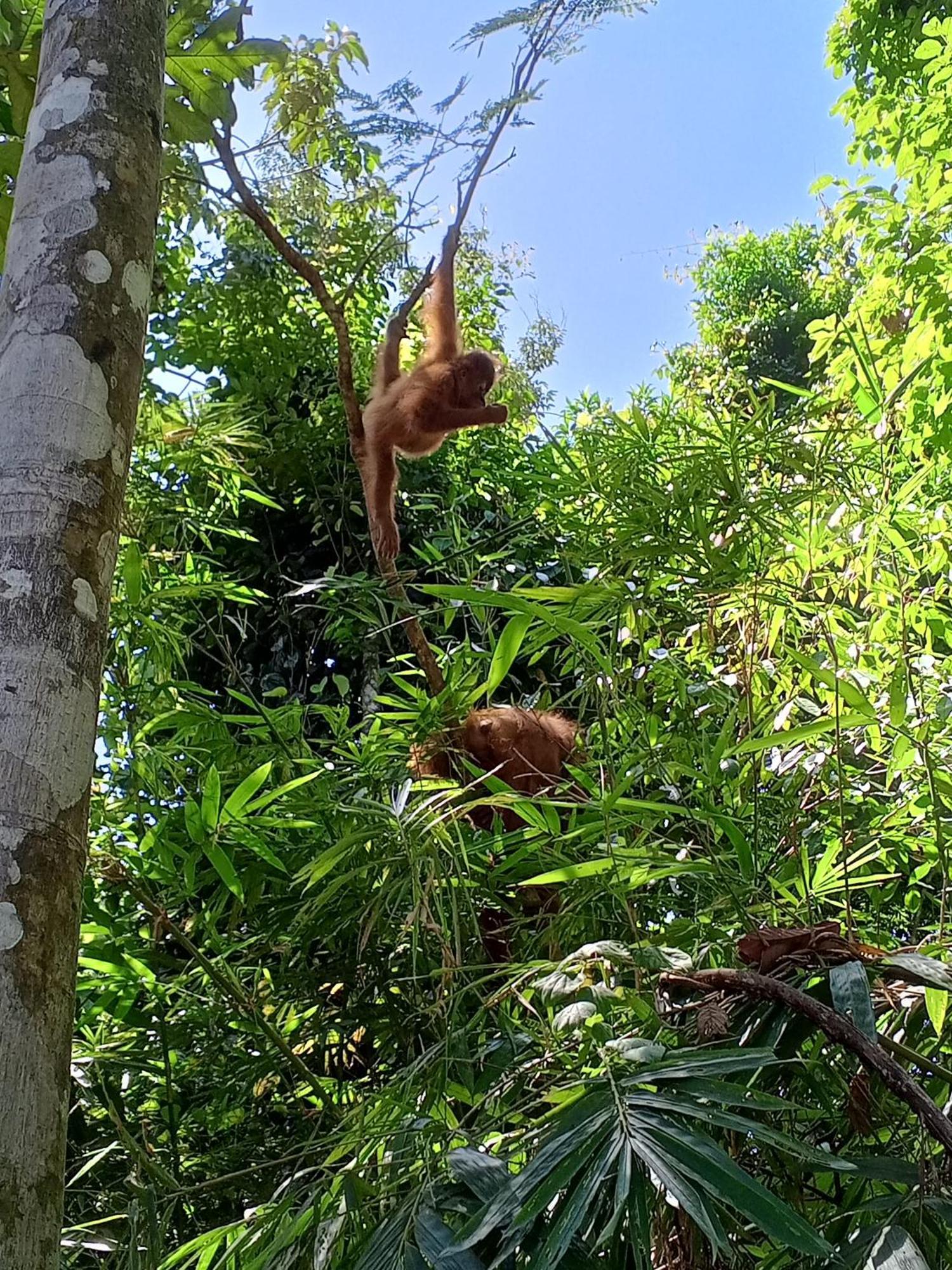 Sama Sama Homestay & Trekking Only Stay Here Book Trekking And Transport With Us Bukit Lawang Exteriér fotografie