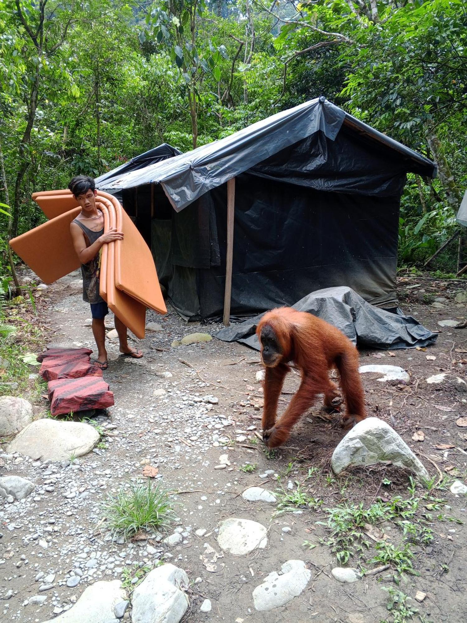 Sama Sama Homestay & Trekking Only Stay Here Book Trekking With Us Bukit Lawang Exteriér fotografie