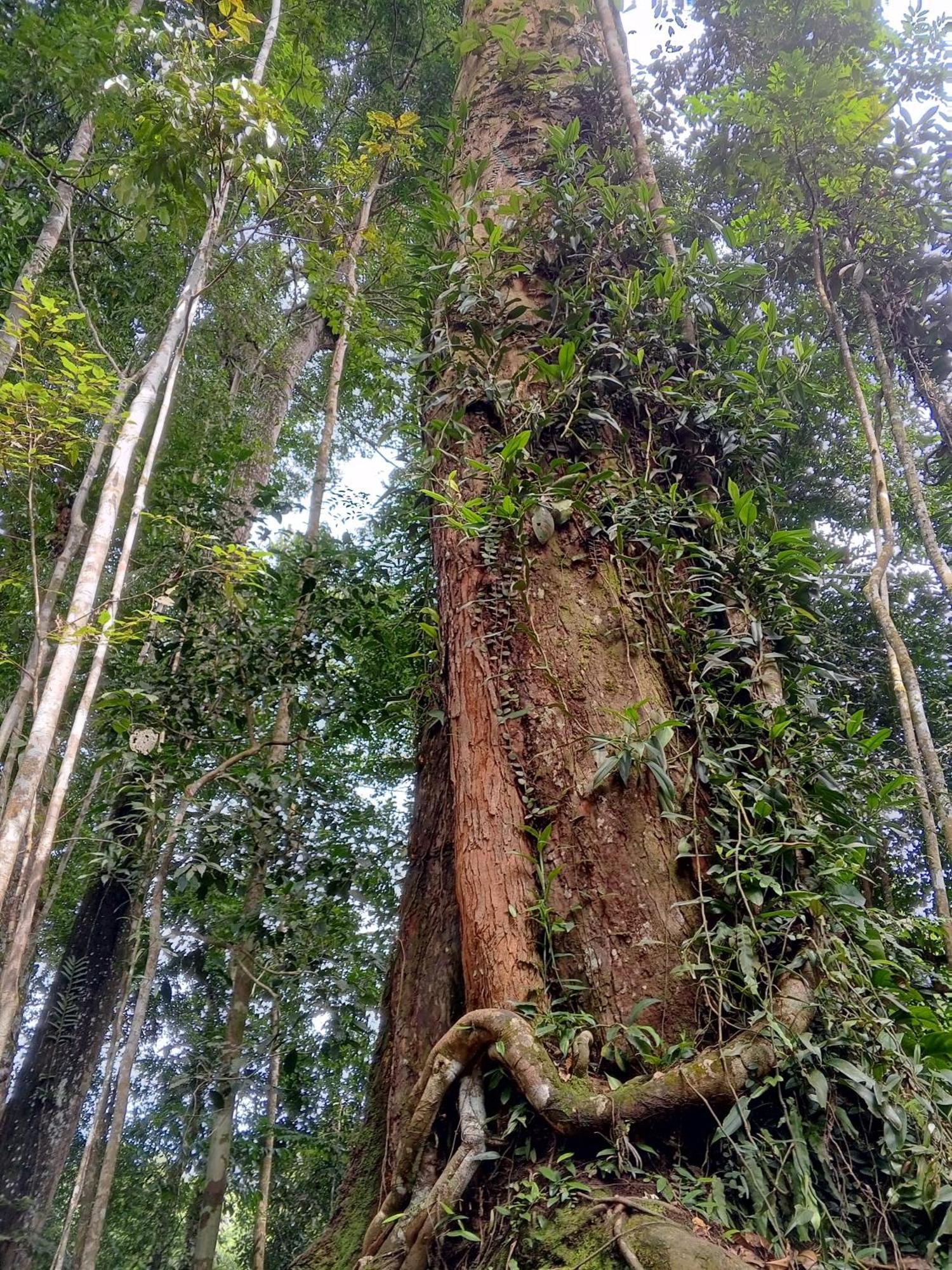 Sama Sama Homestay & Trekking Only Stay Here Book Trekking And Transport With Us Bukit Lawang Exteriér fotografie
