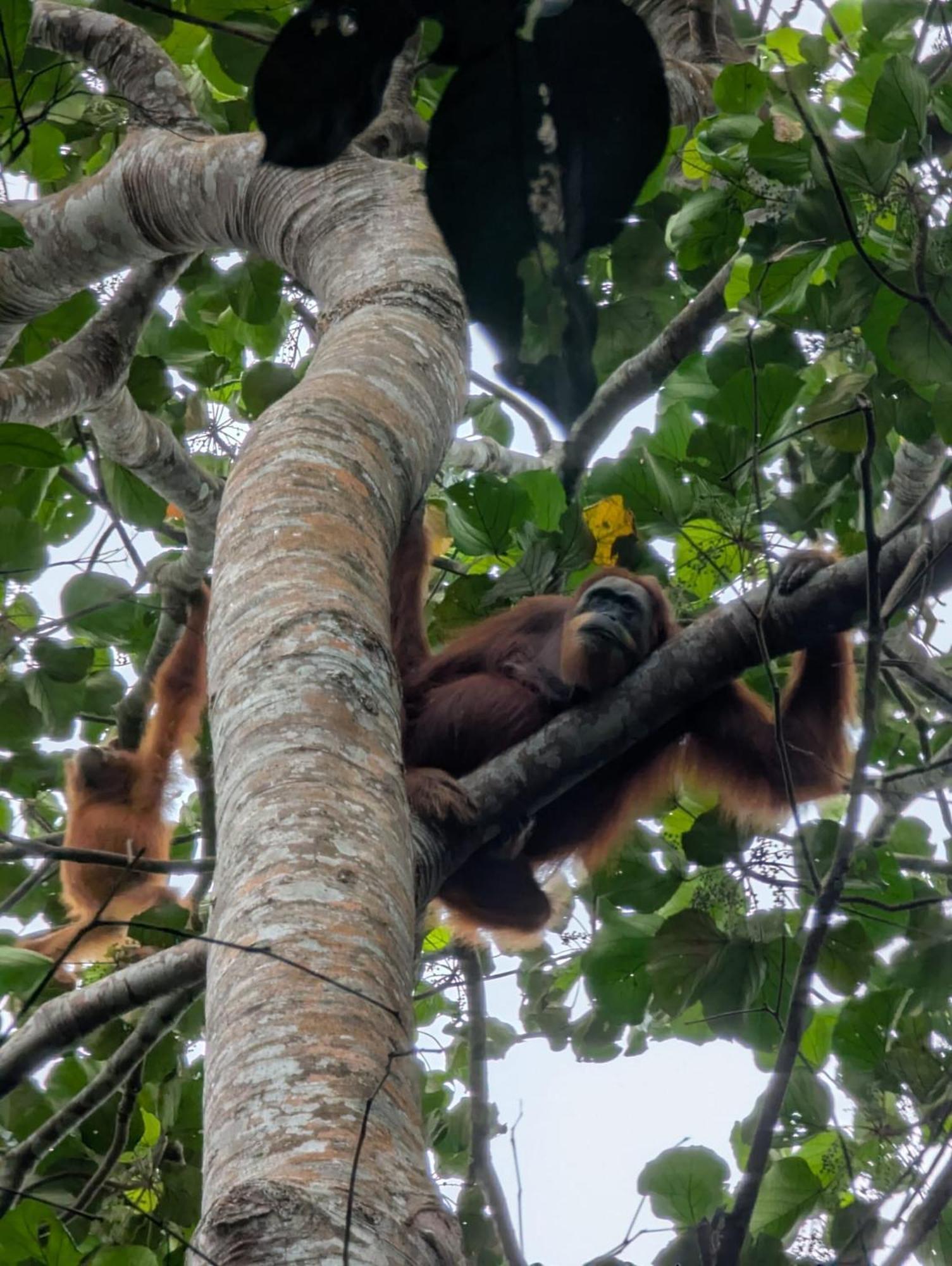 Sama Sama Homestay & Trekking Only Stay Here Book Trekking And Transport With Us Bukit Lawang Exteriér fotografie