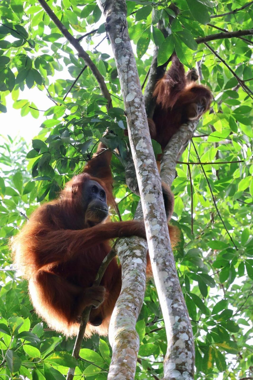 Sama Sama Homestay & Trekking Only Stay Here Book Trekking With Us Bukit Lawang Exteriér fotografie