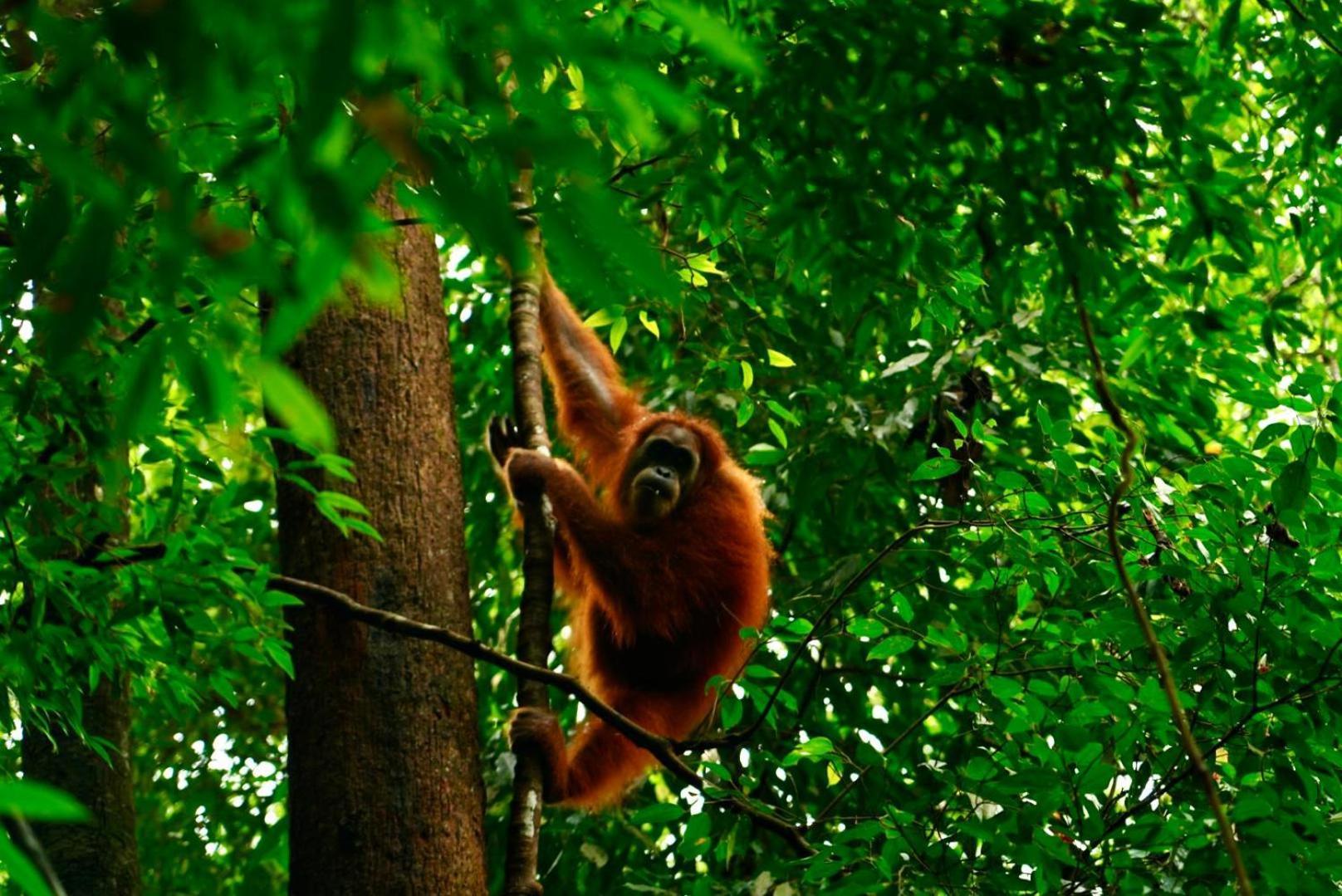 Sama Sama Homestay & Trekking Only Stay Here Book Trekking And Transport With Us Bukit Lawang Exteriér fotografie