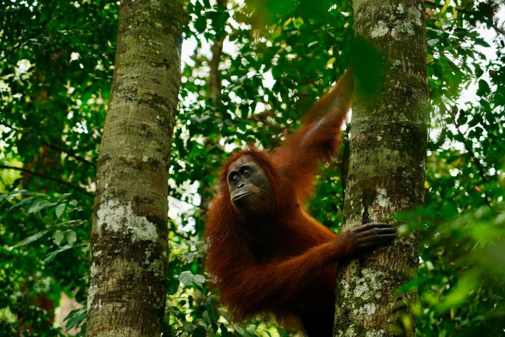 Sama Sama Homestay & Trekking Only Stay Here Book Trekking And Transport With Us Bukit Lawang Exteriér fotografie